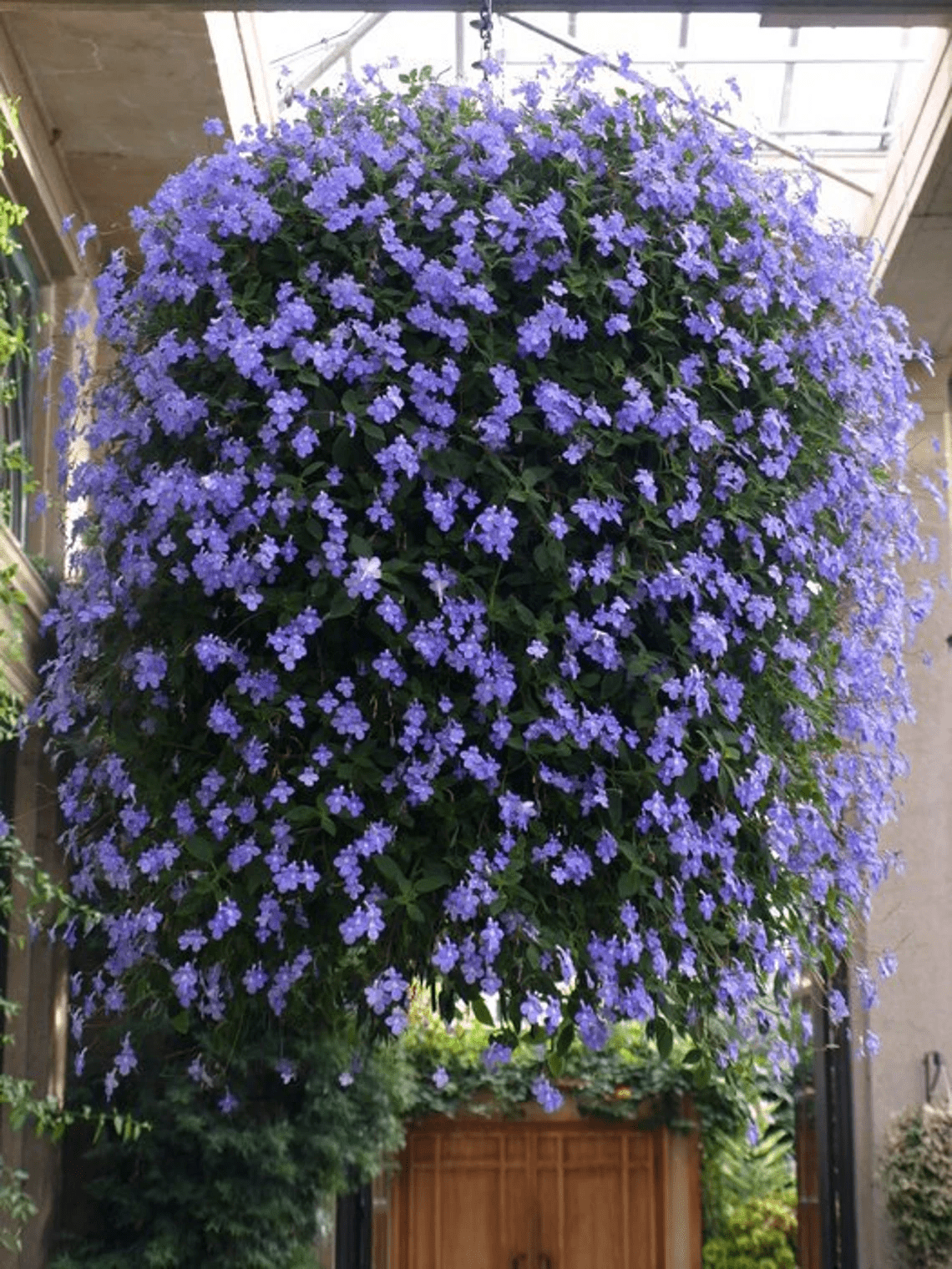 Streptocarpus, Blue - View 26 from www redcrocus com