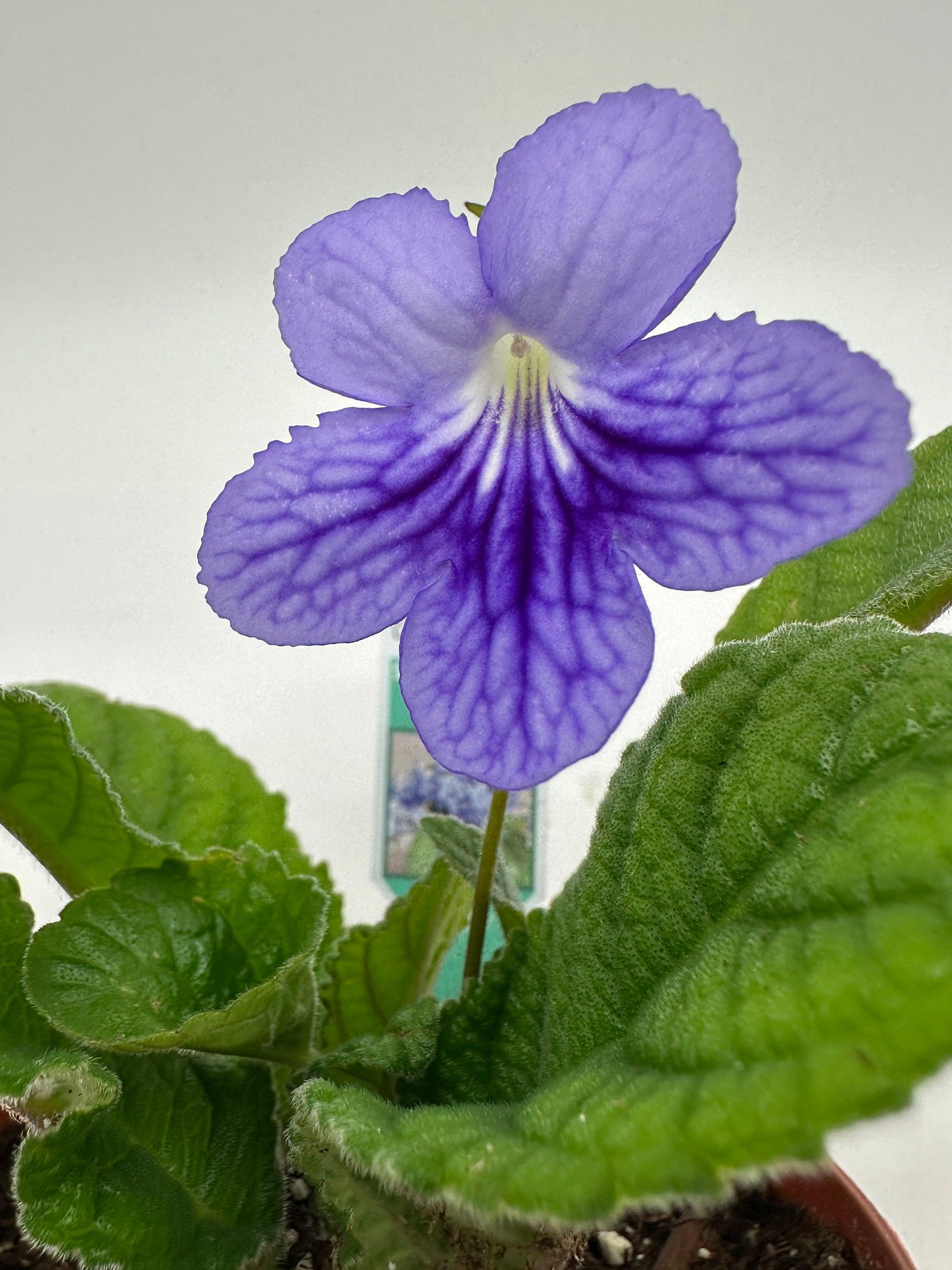 Streptocarpus, Blue - View 27 from www redcrocus com