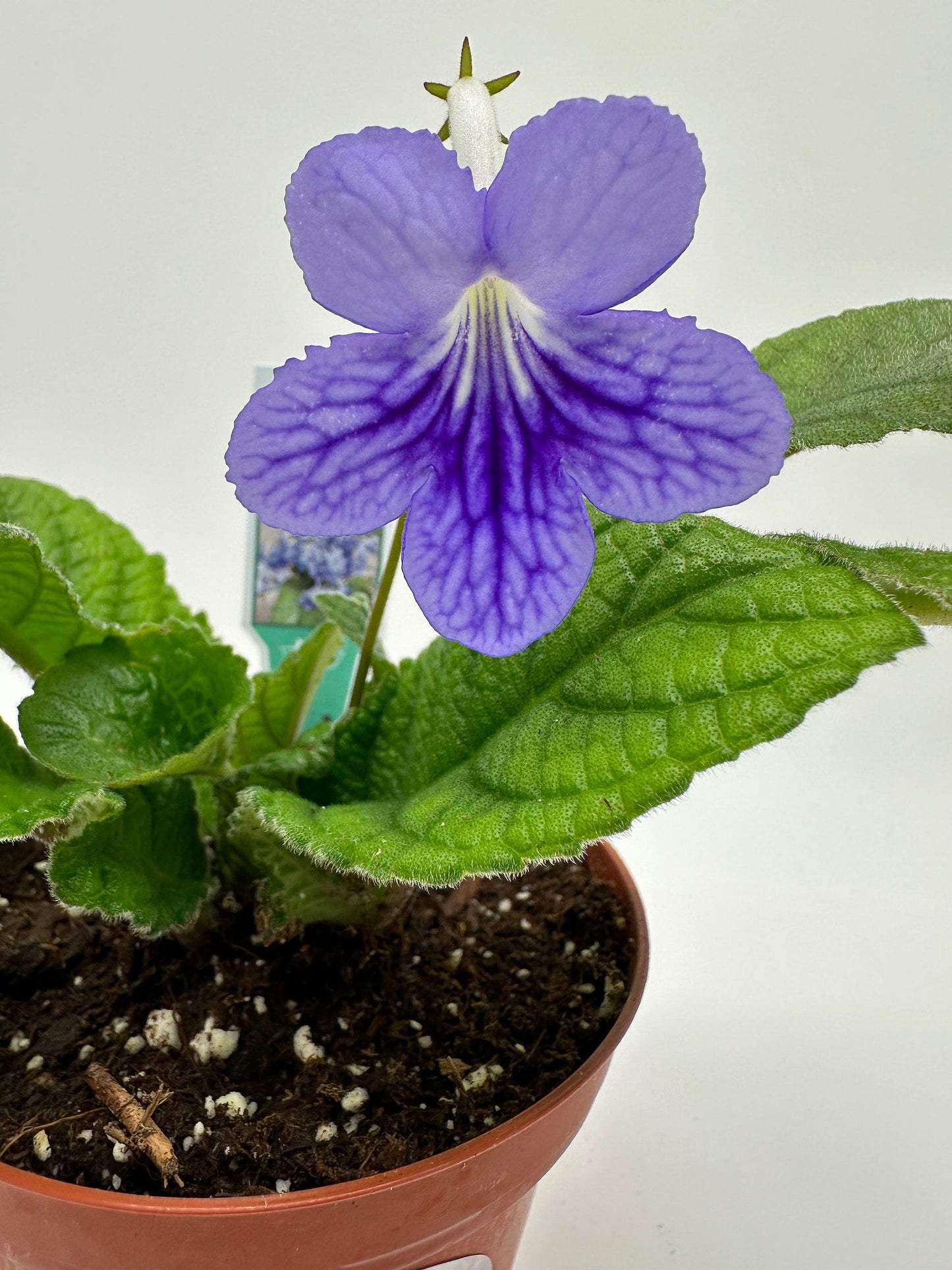Streptocarpus, Blue - View 28 from www redcrocus com