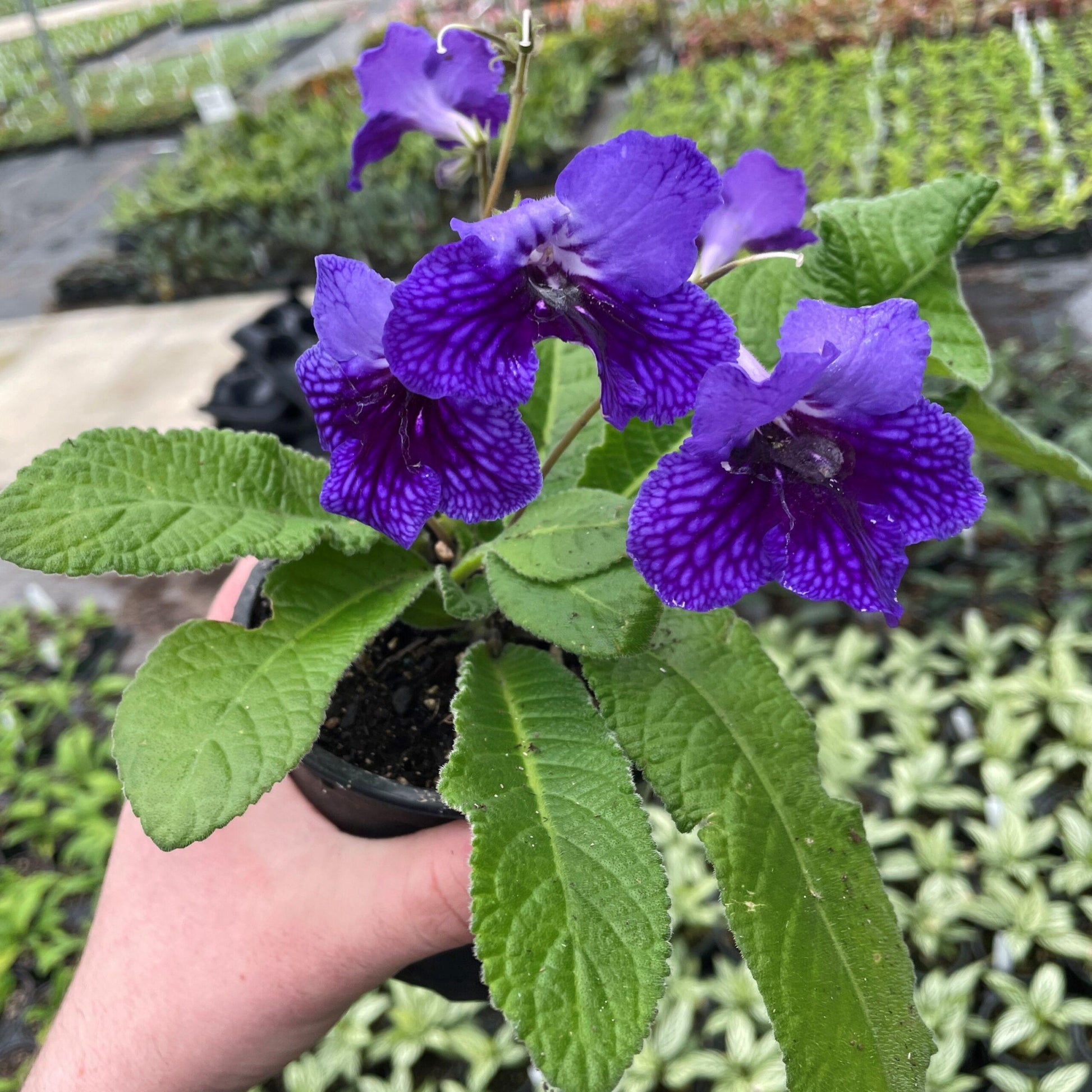 Streptocarpus, Blue - View 2 from www redcrocus com