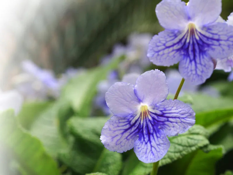 Streptocarpus, Blue - View 3 from www redcrocus com