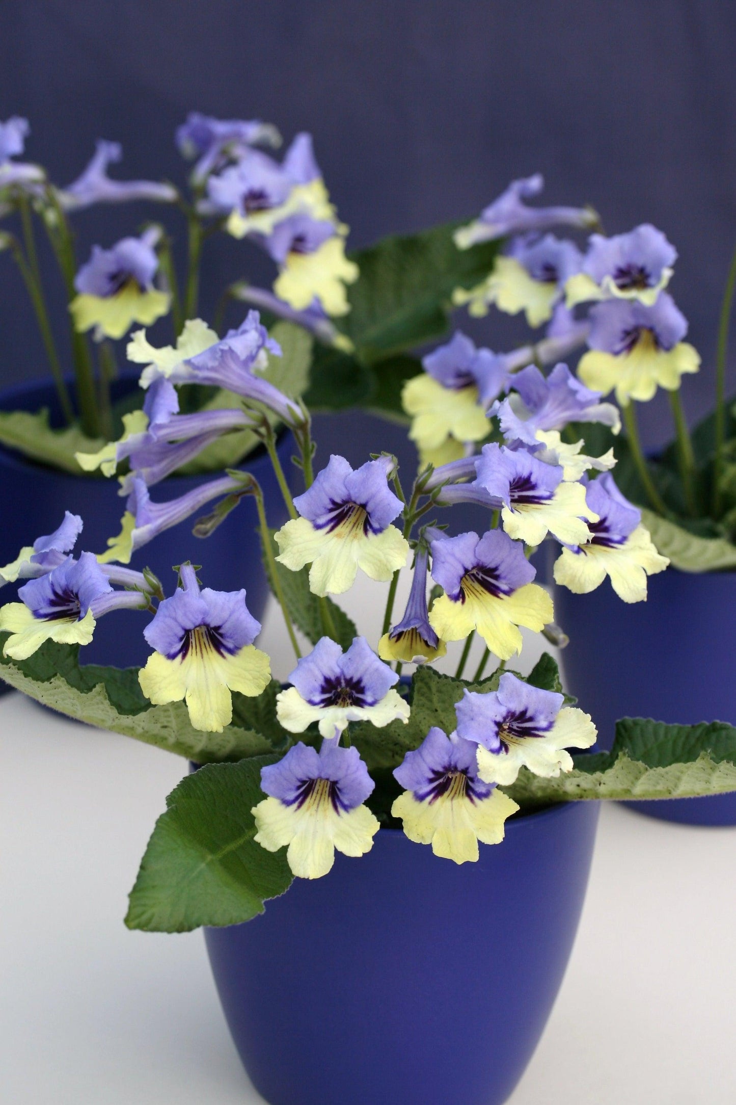 Streptocarpus, Blue - View 4 from www redcrocus com