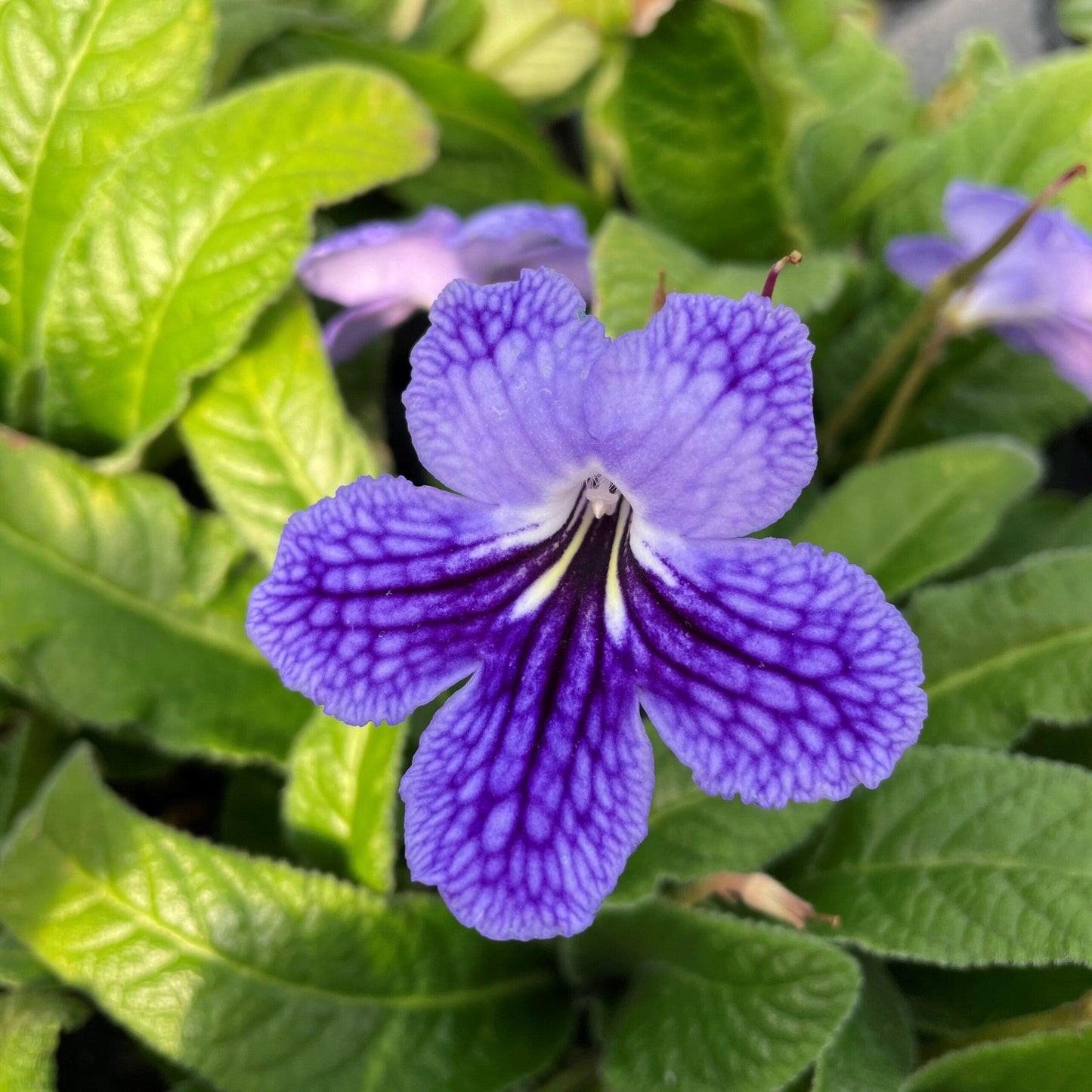 Streptocarpus, Blue - View 7 from www redcrocus com