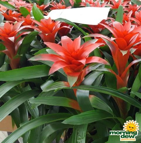 Bromeliad Vriesea Assorted - View 11 from www redcrocus com