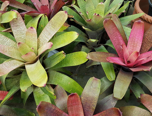 Bromeliad Vriesea Assorted - View 12 from www redcrocus com