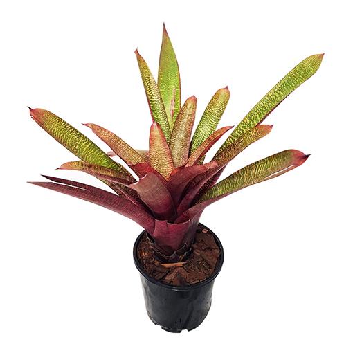 Bromeliad Vriesea Assorted - View 14 from www redcrocus com