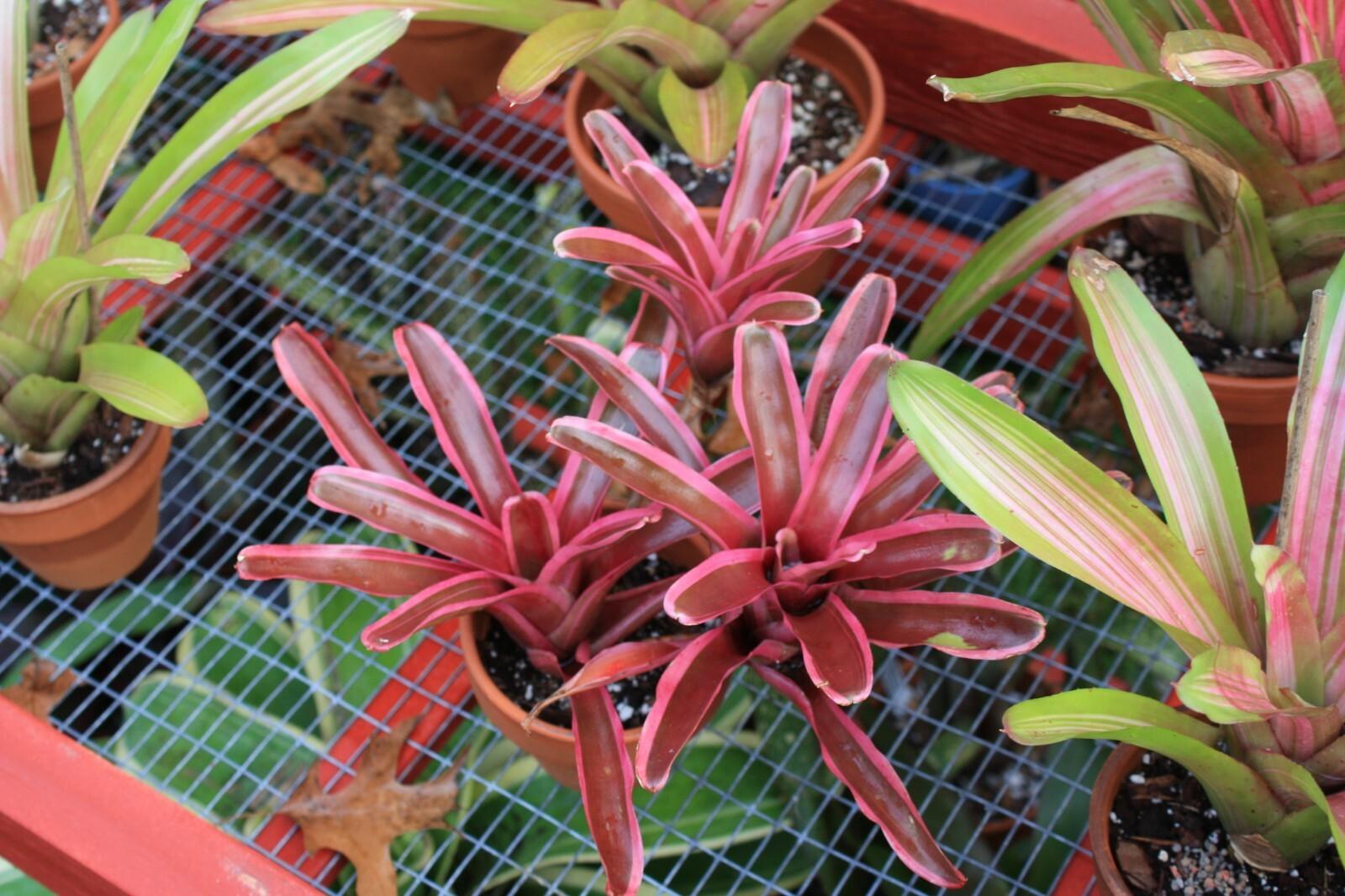 Bromeliad Vriesea Assorted - View 16 from www redcrocus com
