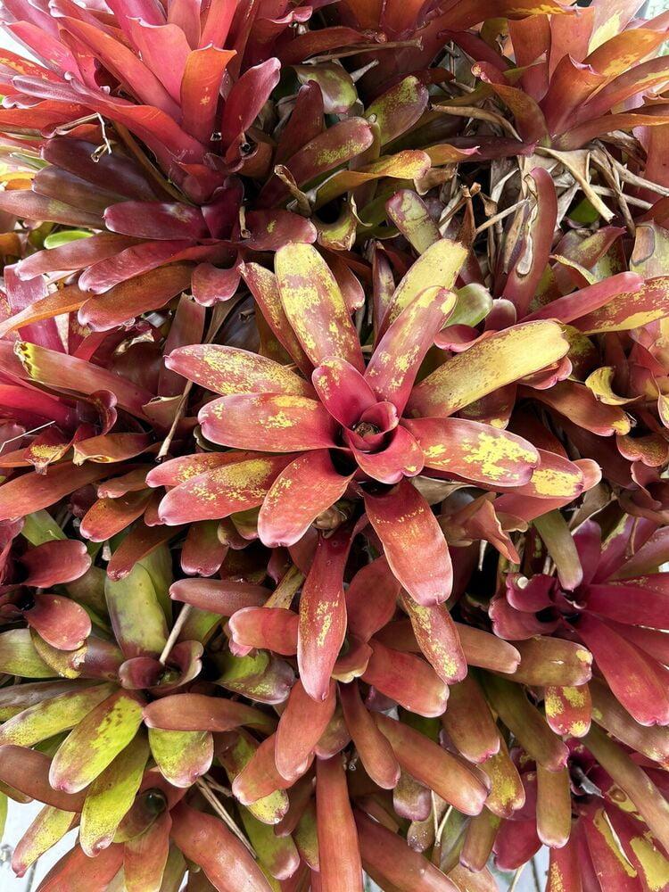 Bromeliad Vriesea Assorted - View 17 from www redcrocus com