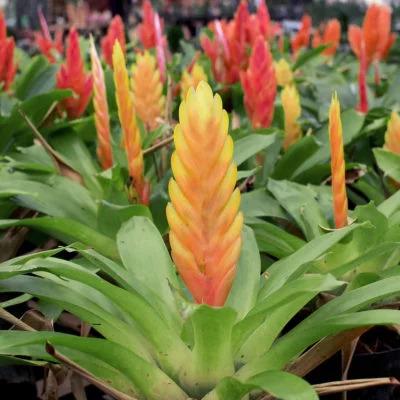Bromeliad Vriesea Assorted - View 1 from www redcrocus com