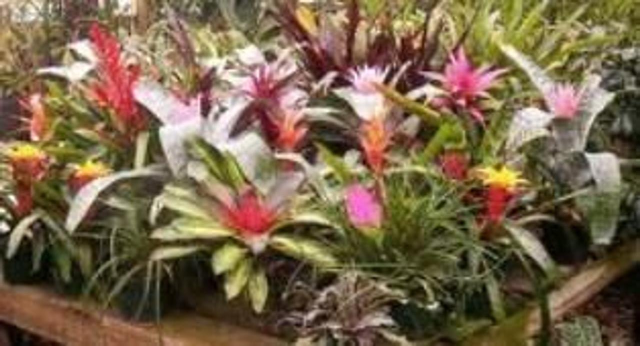 Bromeliad Vriesea Assorted - View 2 from www redcrocus com
