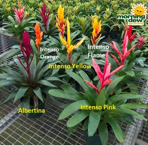 Bromeliad Vriesea Assorted - View 3 from www redcrocus com