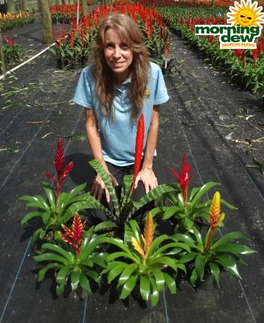 Bromeliad Vriesea Assorted - View 5 from www redcrocus com