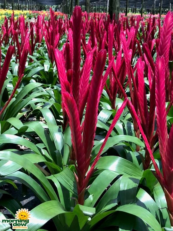 Bromeliad Vriesea Assorted - View 6 from www redcrocus com