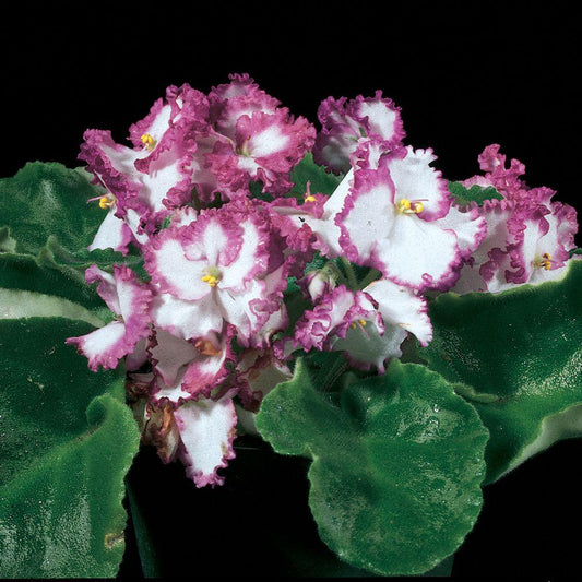 Saintpaulia Ionantha African Violet - View 10 from www redcrocus com