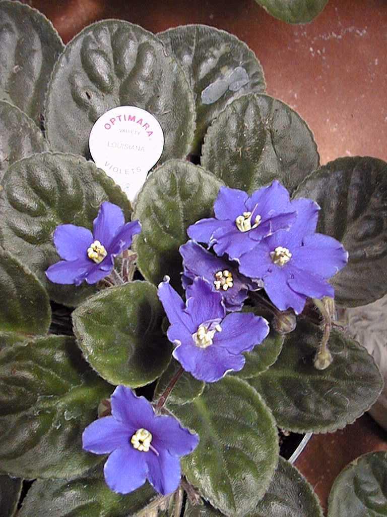 Saintpaulia Ionantha African Violet - View 14 from www redcrocus com