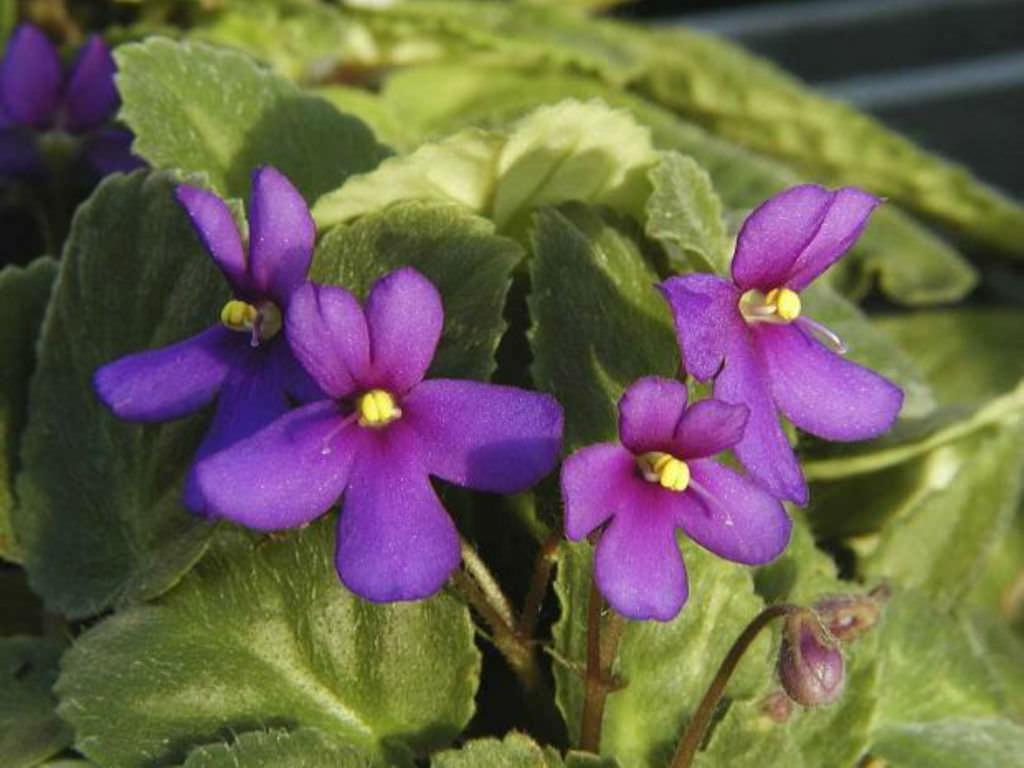 Saintpaulia Ionantha African Violet - View 18 from www redcrocus com