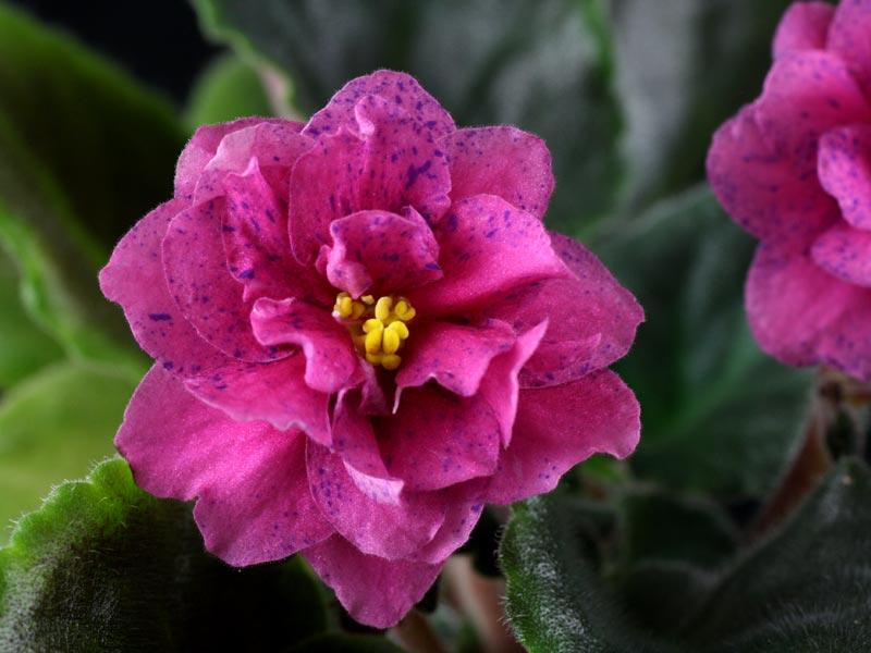Saintpaulia Ionantha African Violet - View 20 from www redcrocus com