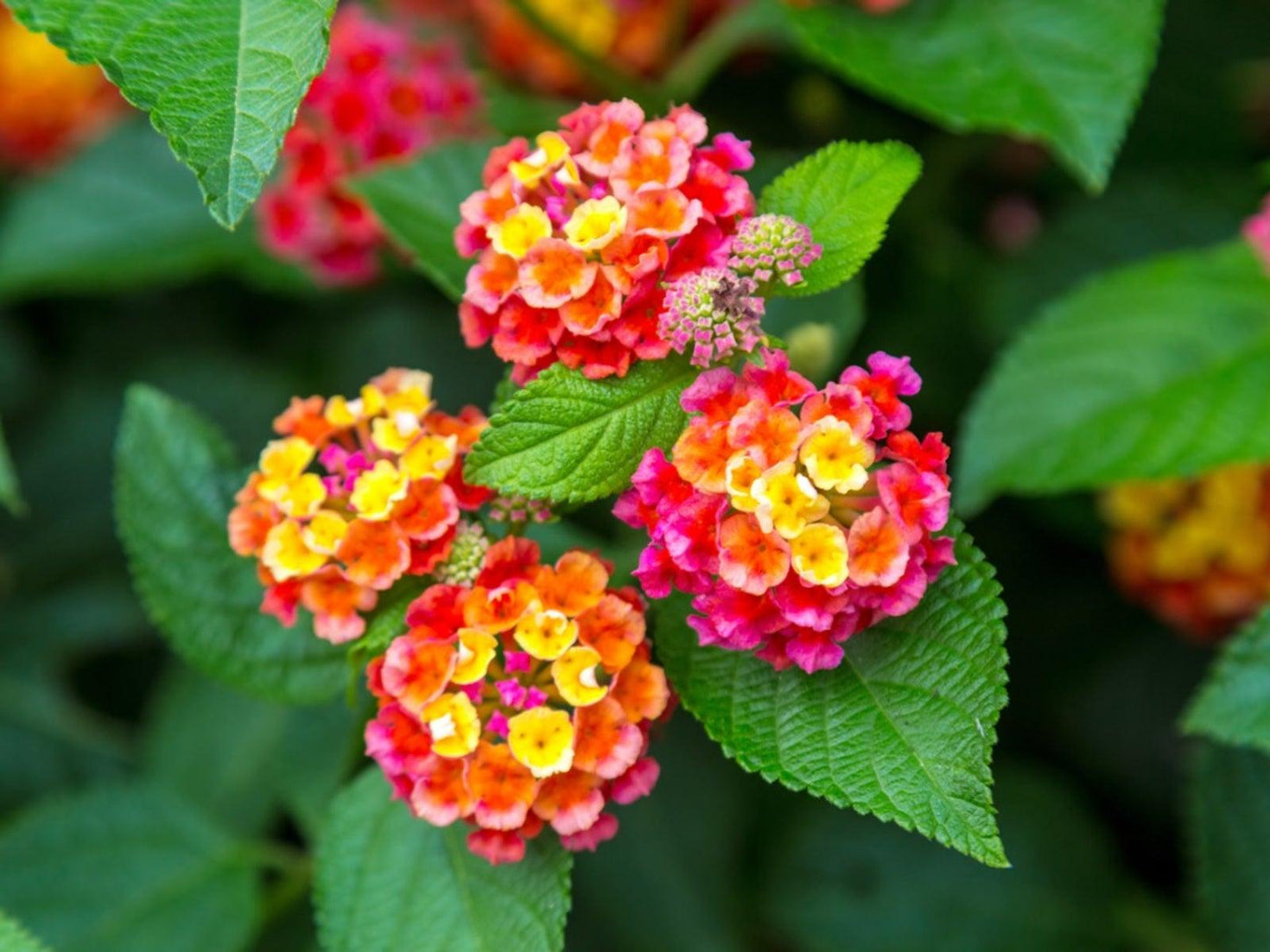 Lantana Assorted Standard - View 11 from www redcrocus com