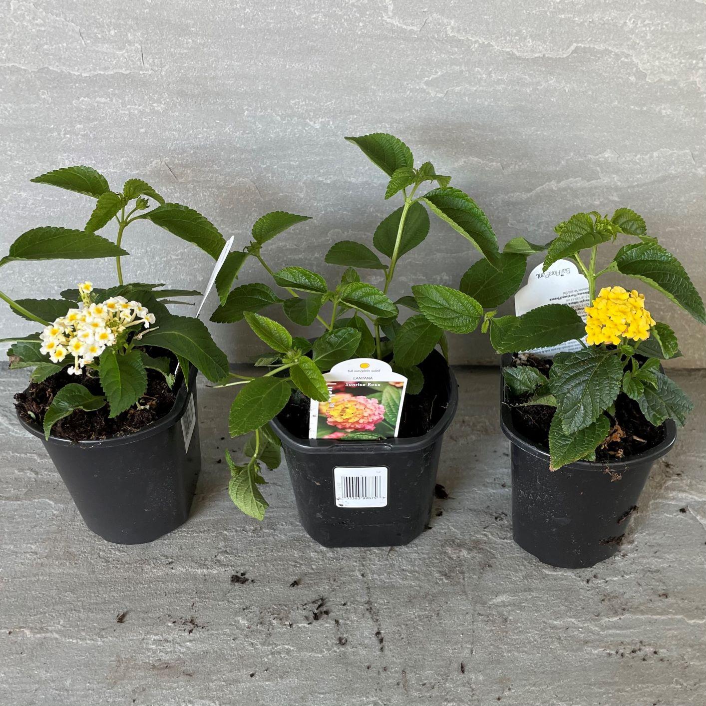 Lantana Assorted Standard - View 12 from www redcrocus com
