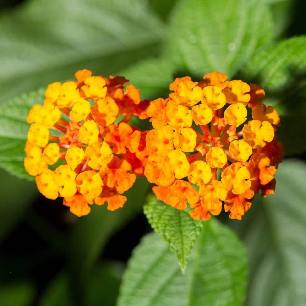 Lantana Assorted Standard - View 14 from www redcrocus com