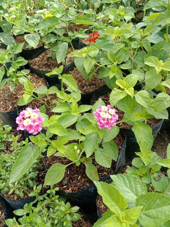 Lantana Assorted Standard - View 15 from www redcrocus com