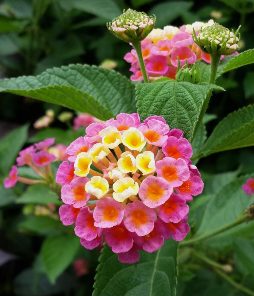 Lantana Assorted Standard - View 16 from www redcrocus com