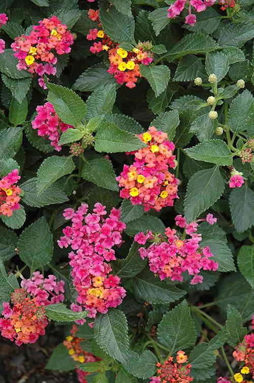 Lantana Assorted Standard - View 18 from www redcrocus com