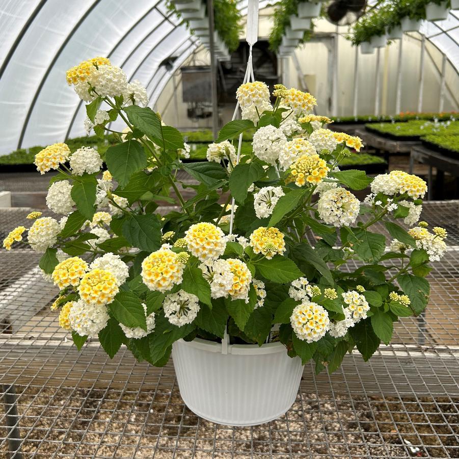 Lantana Assorted Standard - View 1 from www redcrocus com