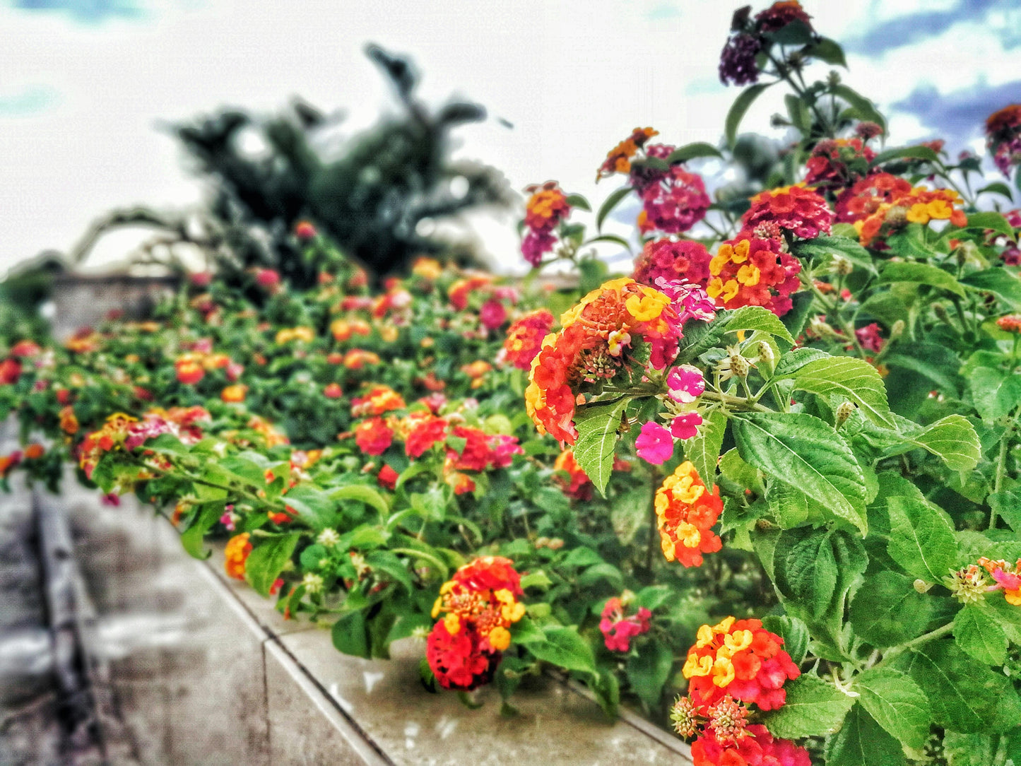 Lantana Assorted Standard - View 2 from www redcrocus com