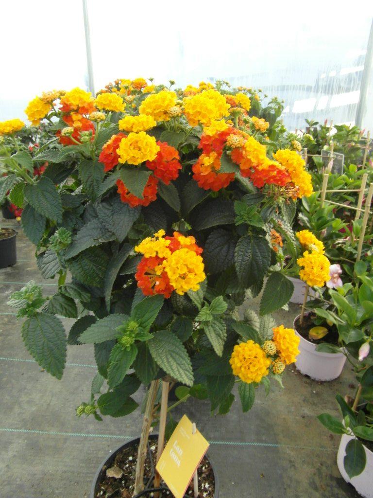 Lantana Assorted Standard - View 3 from www redcrocus com