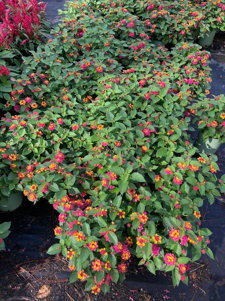Lantana Assorted Standard - View 4 from www redcrocus com
