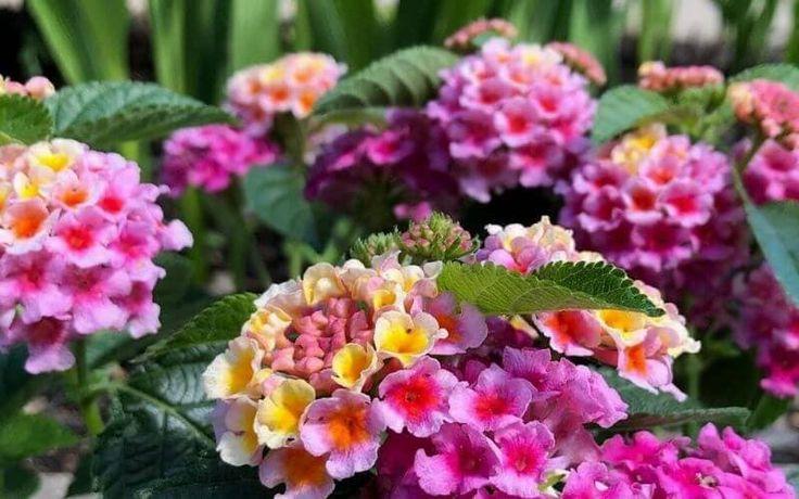 Lantana Assorted Standard - View 5 from www redcrocus com