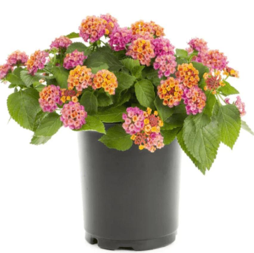 Lantana Assorted Standard - View 7 from www redcrocus com