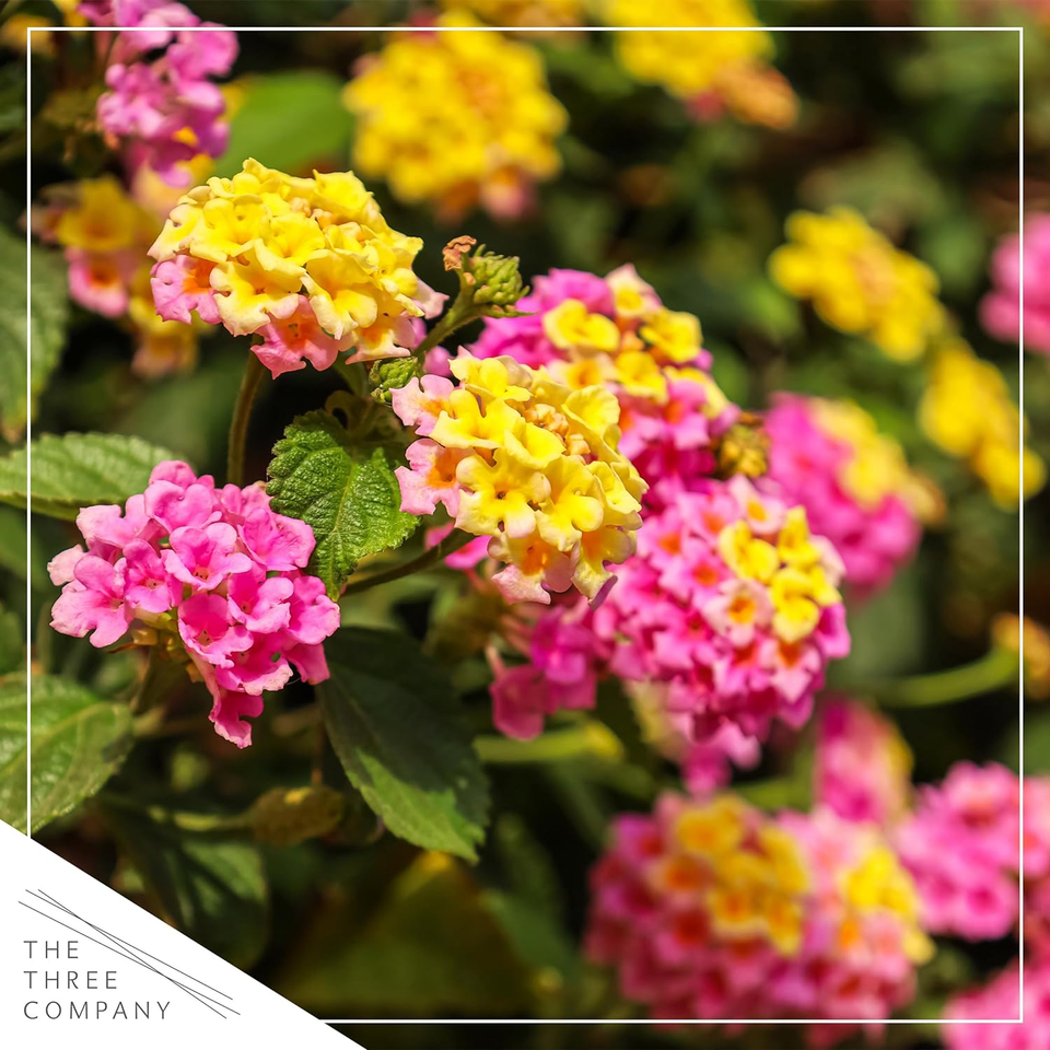 Lantana Assorted Standard - View 7 from www redcrocus com