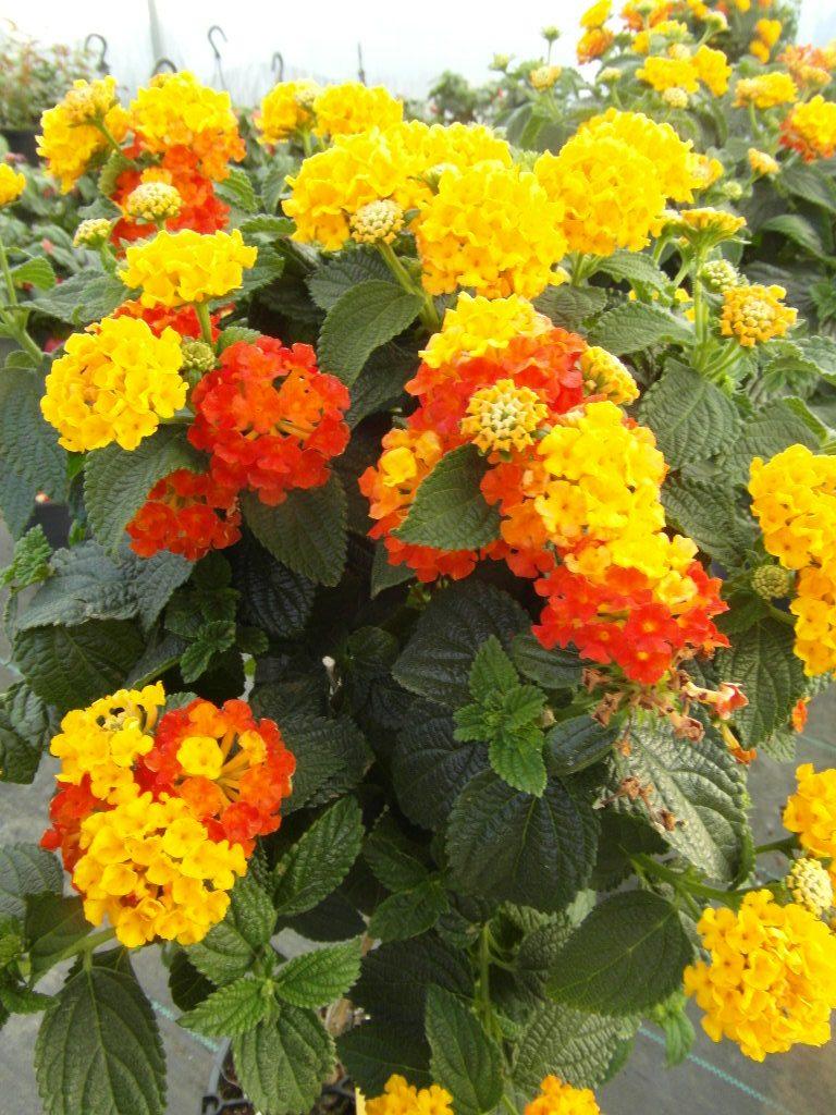 Lantana Assorted Standard - View 8 from www redcrocus com