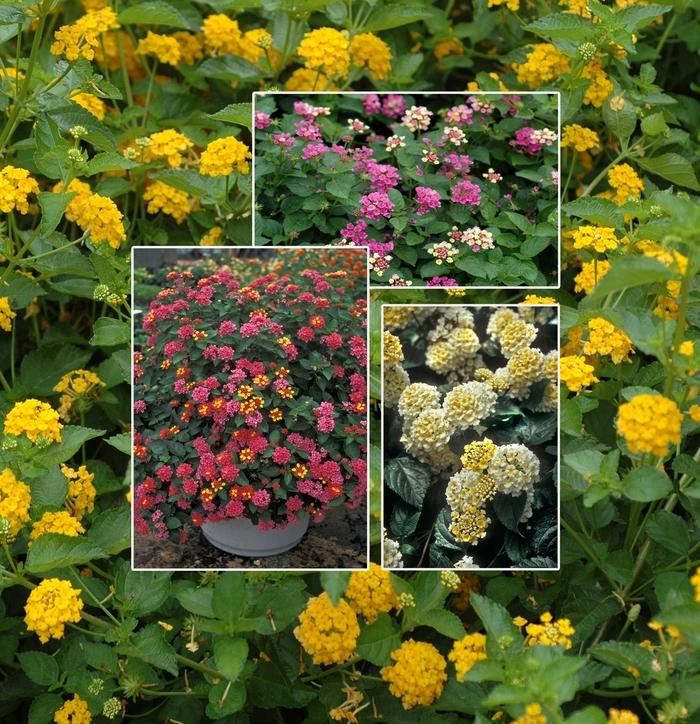 Lantana Assorted Standard - View 9 from www redcrocus com