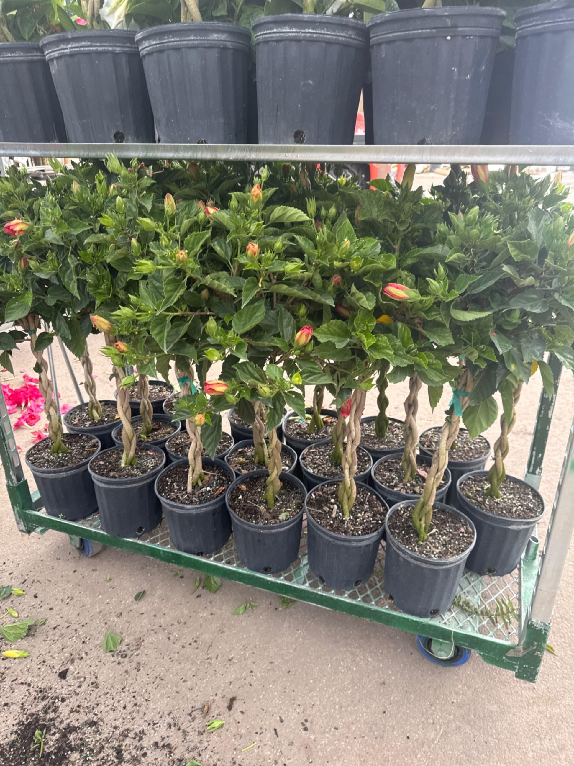 Hibiscus, Premium, Assorted, Column - View 13 from www redcrocus com