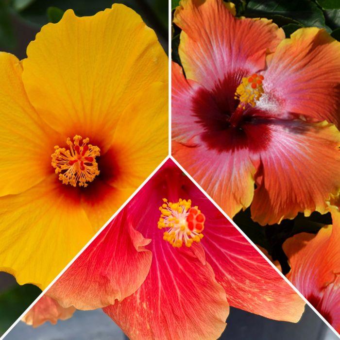 Hibiscus, Premium, Assorted, Column - View 1 from www redcrocus com