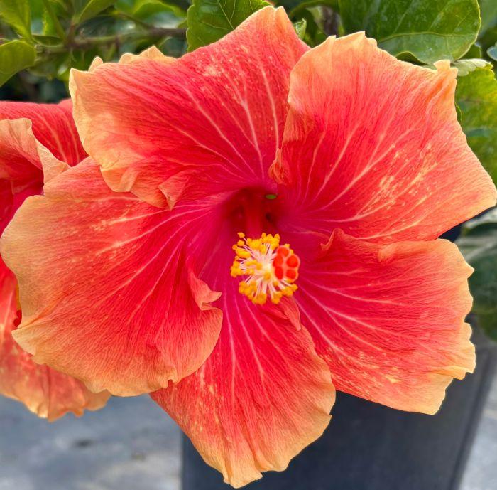 Hibiscus, Premium, Assorted, Column - View 3 from www redcrocus com