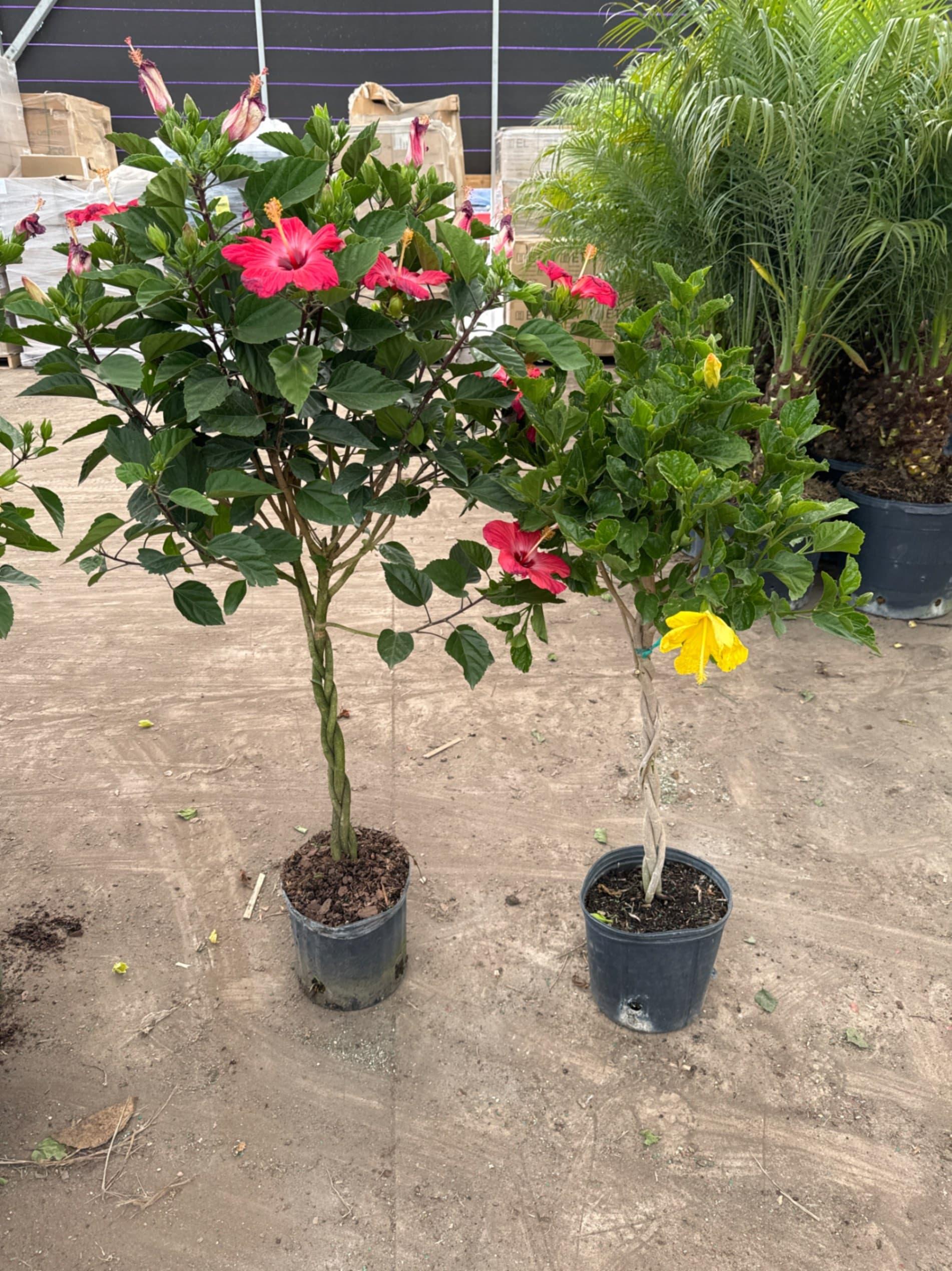 Hibiscus, Premium, Assorted, Column - View 5 from www redcrocus com