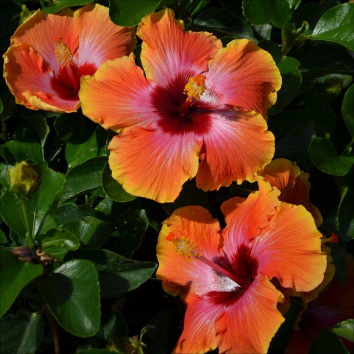 Hibiscus, Premium, Assorted, Column - View 9 from www redcrocus com