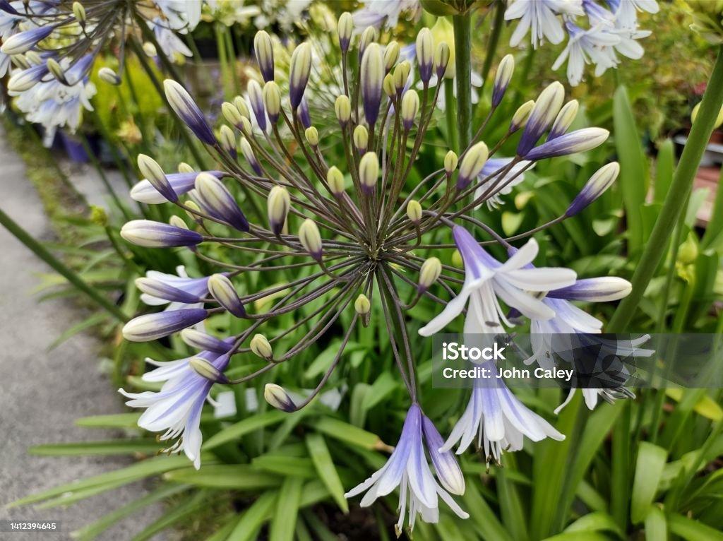 Agapanthus Fireworks - View 10 from www redcrocus com