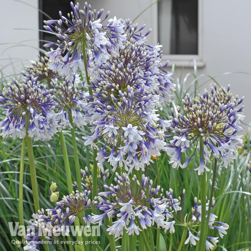 Agapanthus Fireworks - View 11 from www redcrocus com