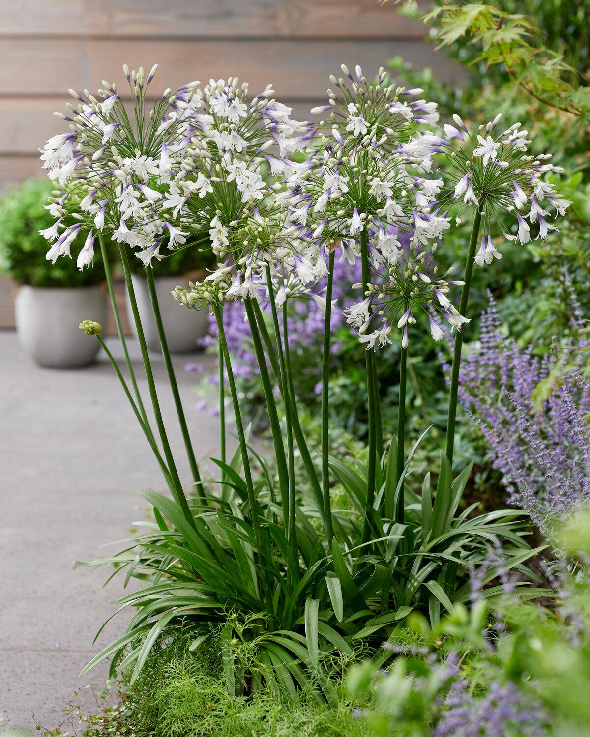 Agapanthus Fireworks - View 12 from www redcrocus com