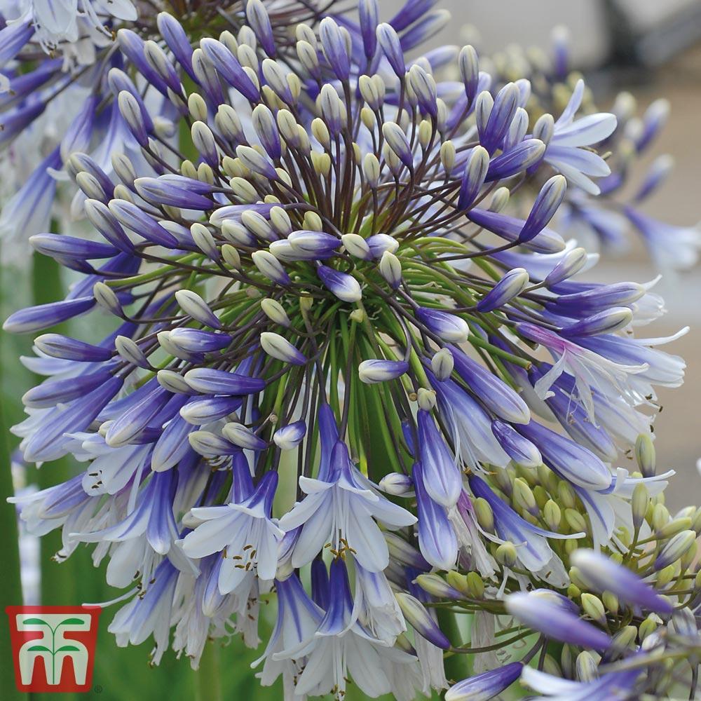Agapanthus Fireworks - View 13 from www redcrocus com