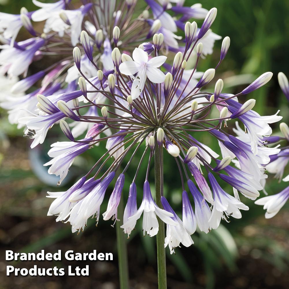 Agapanthus Fireworks - View 16 from www redcrocus com