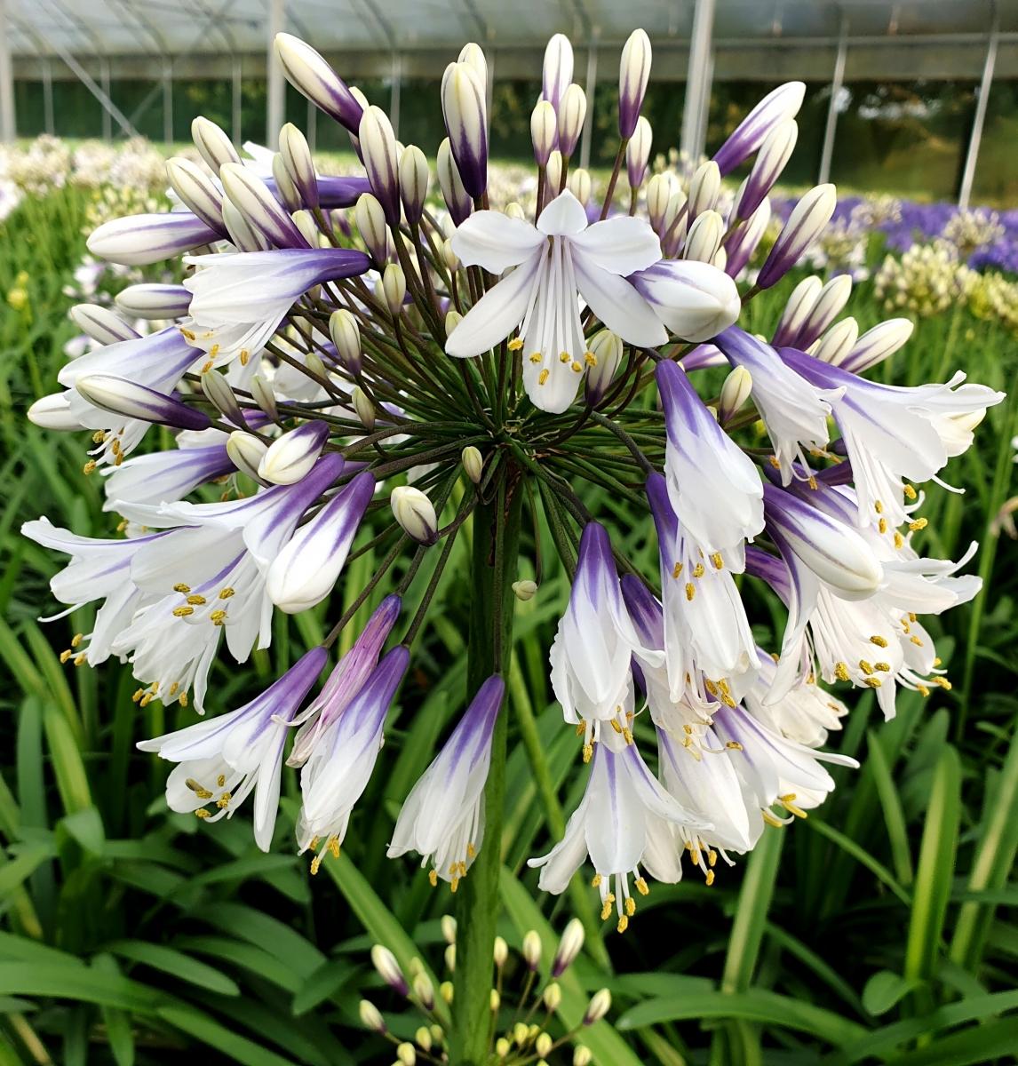Agapanthus Fireworks - View 17 from www redcrocus com