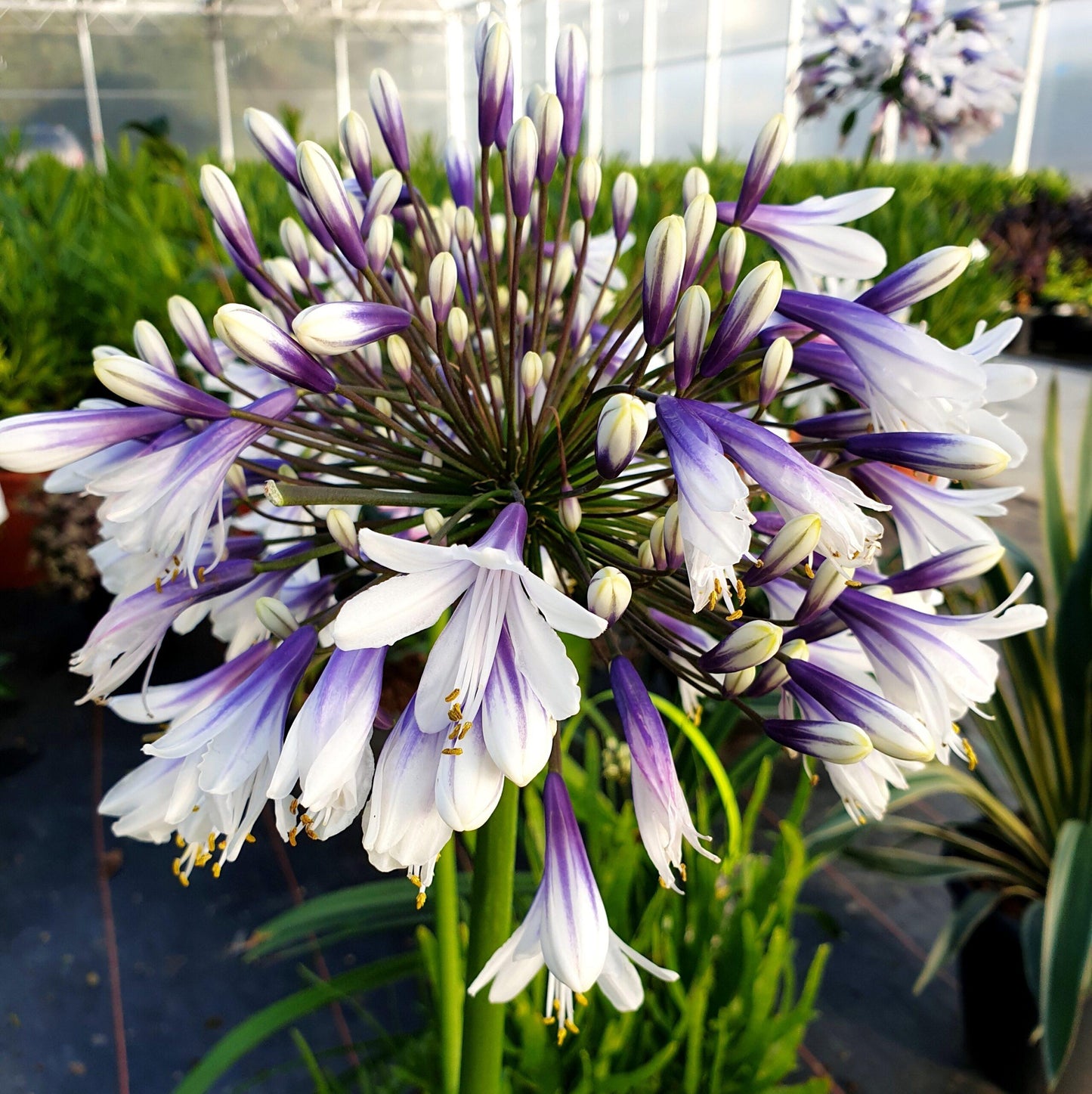 Agapanthus Fireworks - View 18 from www redcrocus com