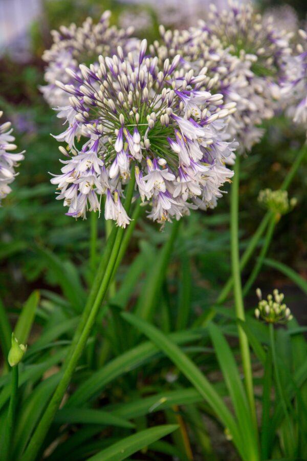 Agapanthus Fireworks - View 19 from www redcrocus com