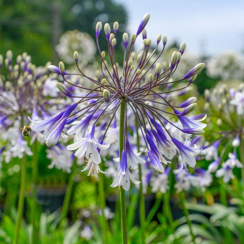 Agapanthus Fireworks - View 1 from www redcrocus com